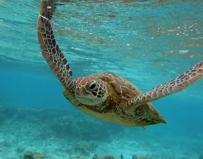 Zanzibar Sea Turtles