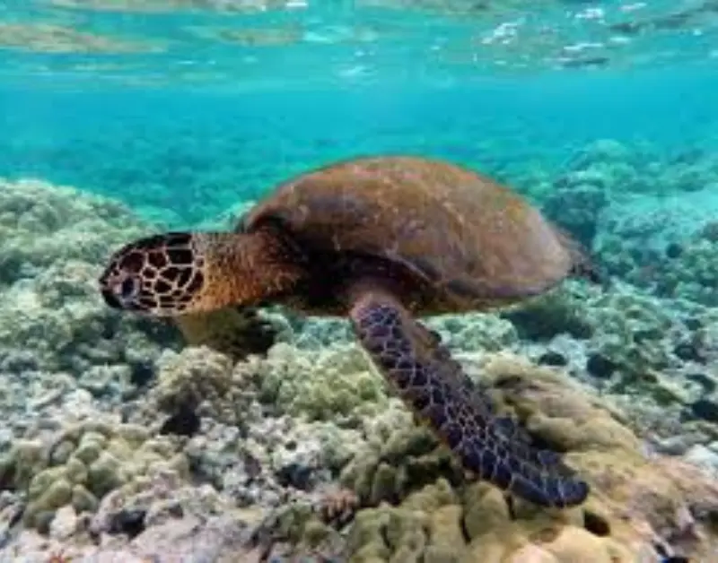 Zanzibar Sea Turtles
