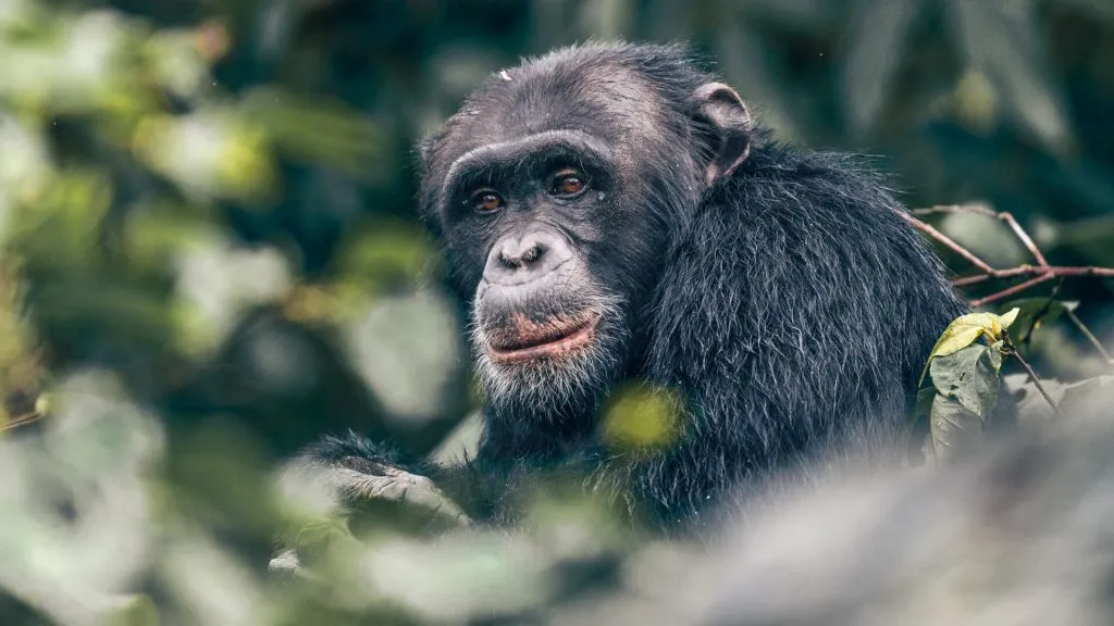 Chimpanzee Trekking