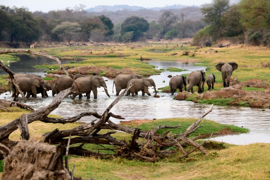 best time to visit tanzania for safari