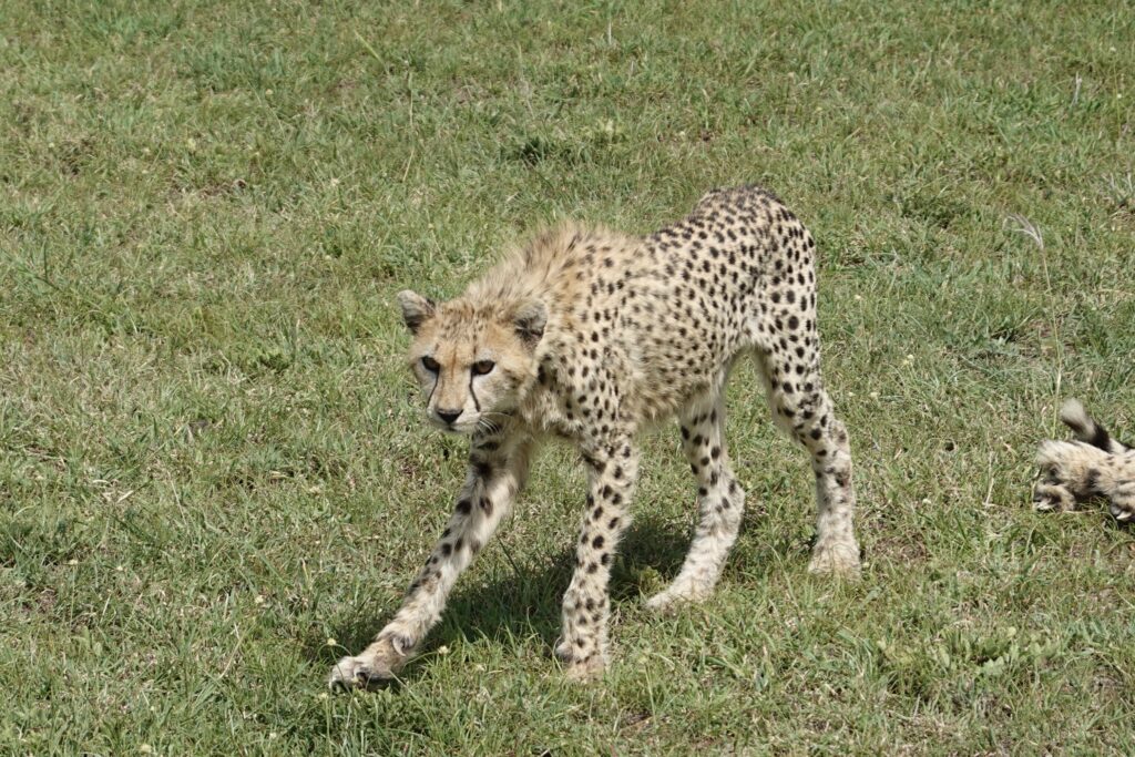 Tanzania Safari and Zanzibar