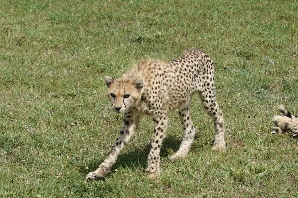 Tanzania Safari and Zanzibar