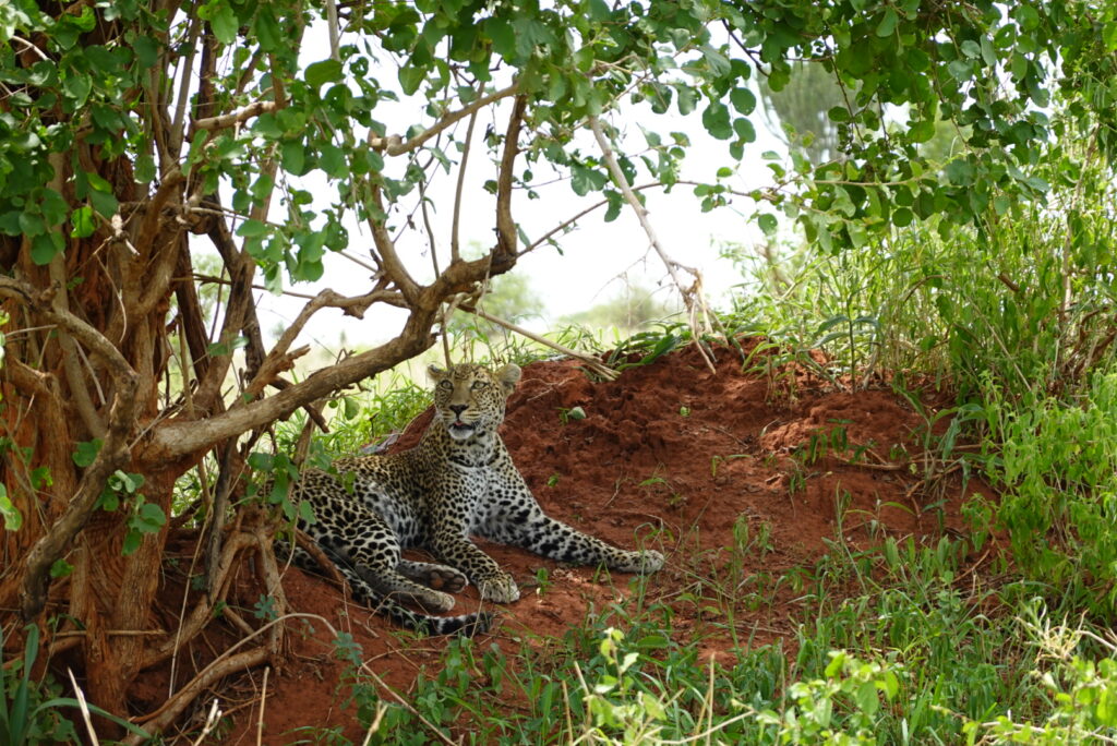 Tanzania Safari and Zanzibar