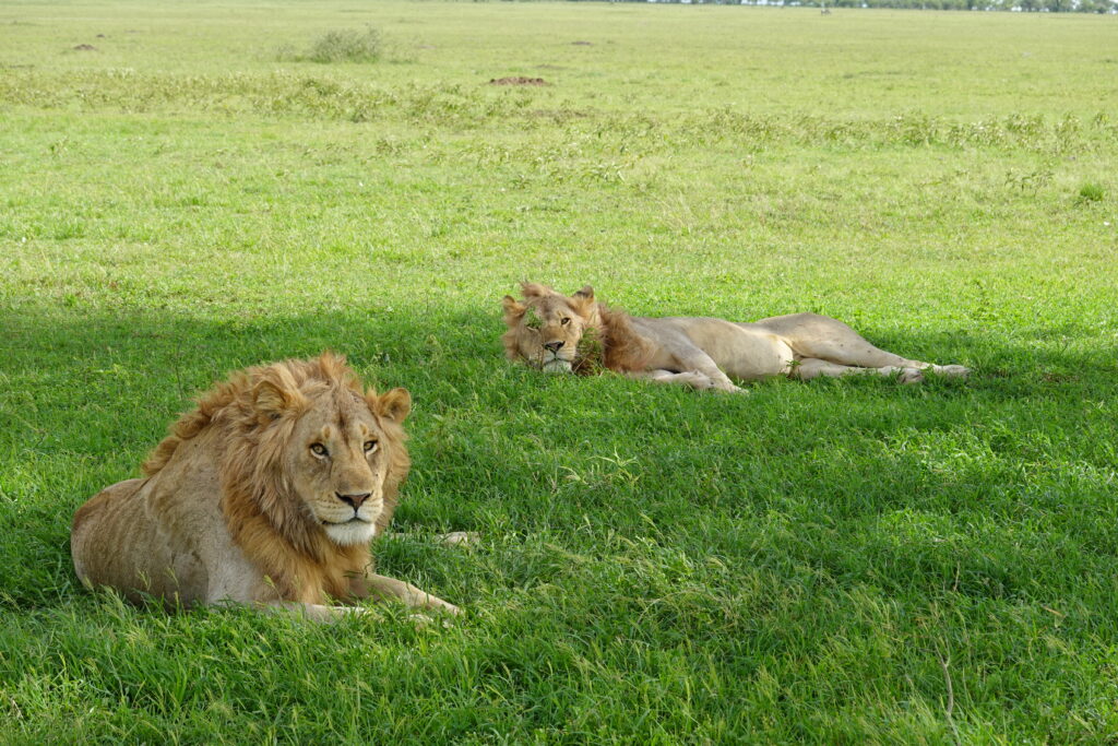 Best African Safaris