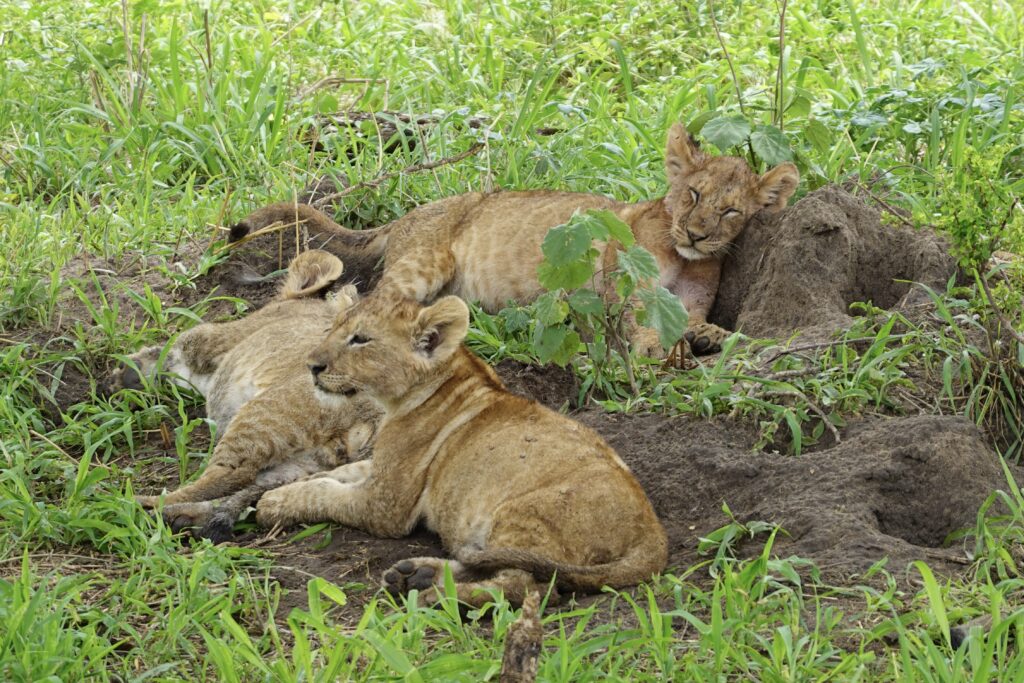 Best African Safaris