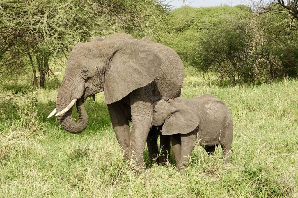 best time to visit tanzania for safari