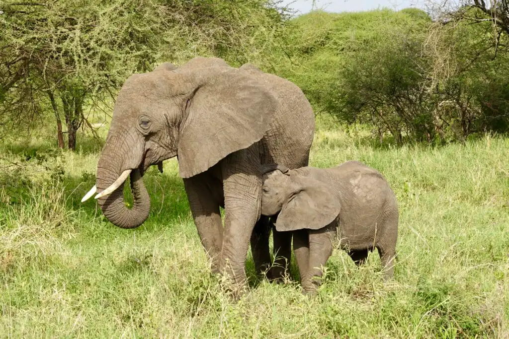 best time to visit tanzania for safari
