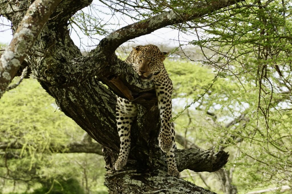 best time to visit tanzania for safari