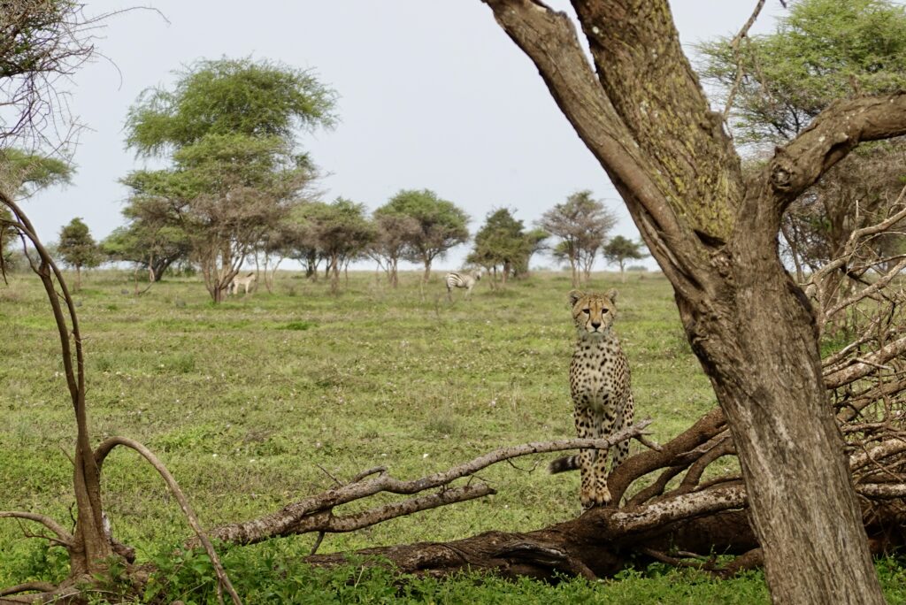 best time to visit tanzania for safari