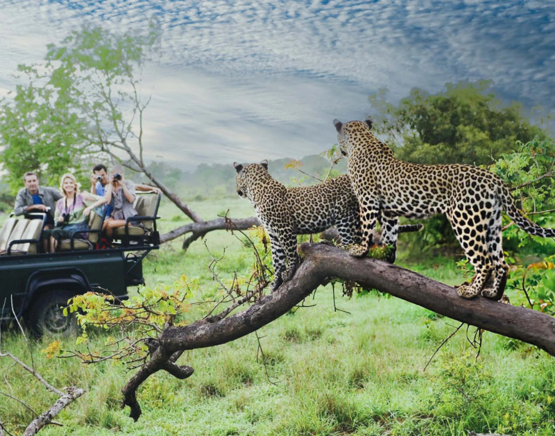 10 Best Safari Locations in Africa