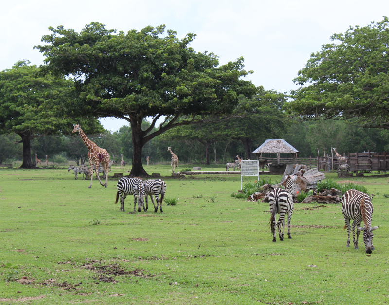10 Best Safari Locations in Africa