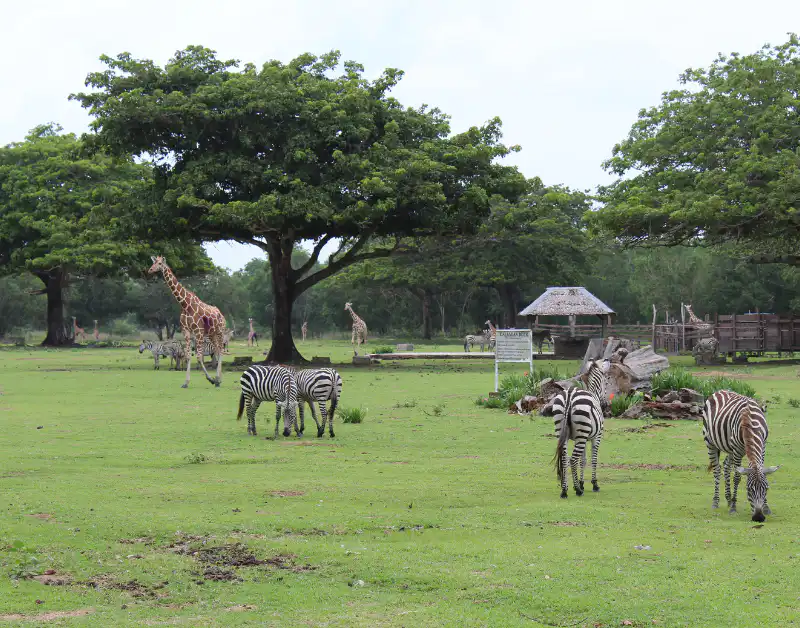 10 Best Safari Locations in Africa