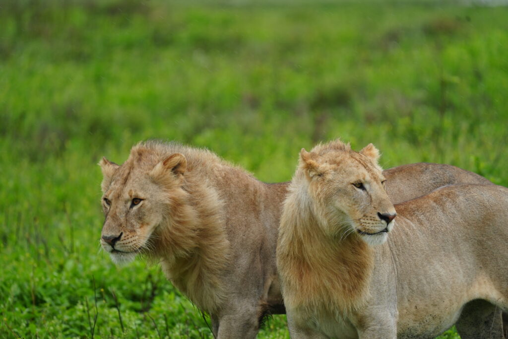 trips to tanzania africa