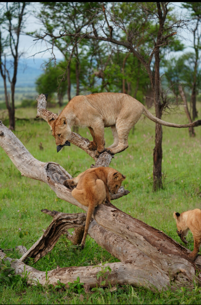 trips to tanzania africa