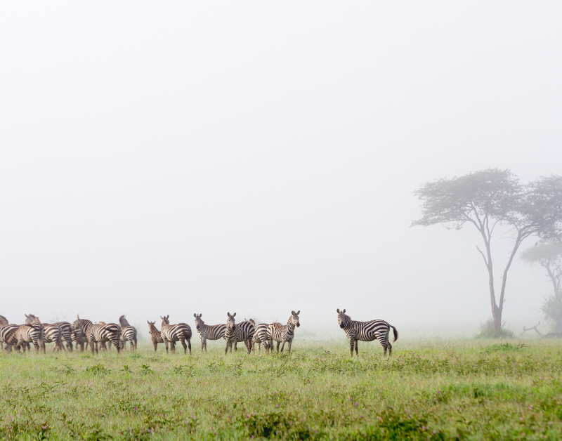 Tanzania Serengeti Safari