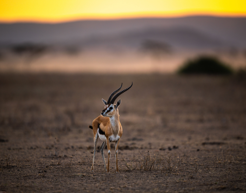Tanzania Serengeti Safari
