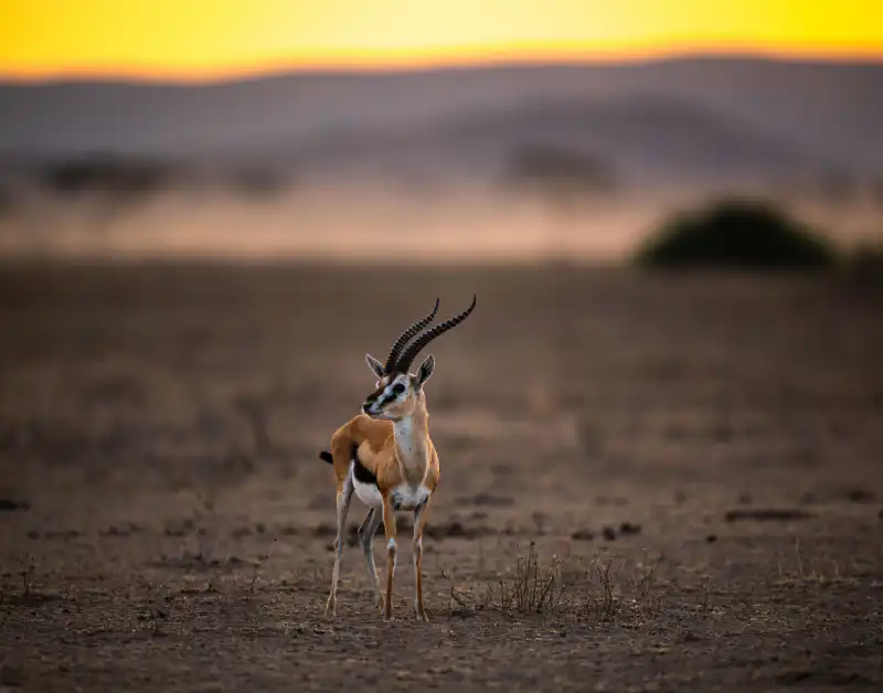 Tanzania Serengeti Safari