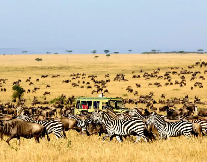 africa serengeti safaris