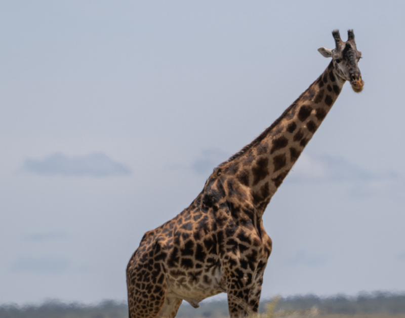 best luxury african safari