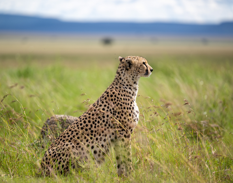 best luxury african safari