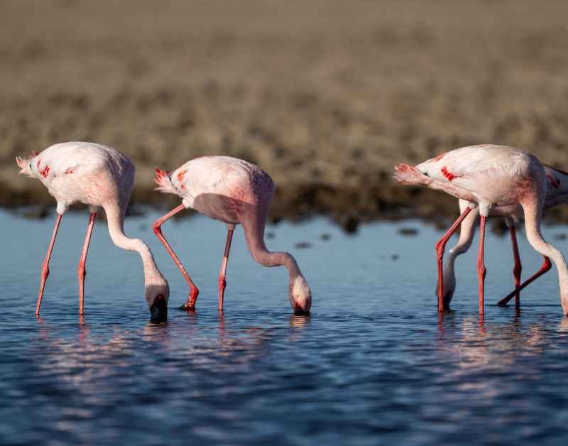 best luxury african safari