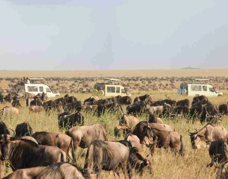 group safari tours in tanzania