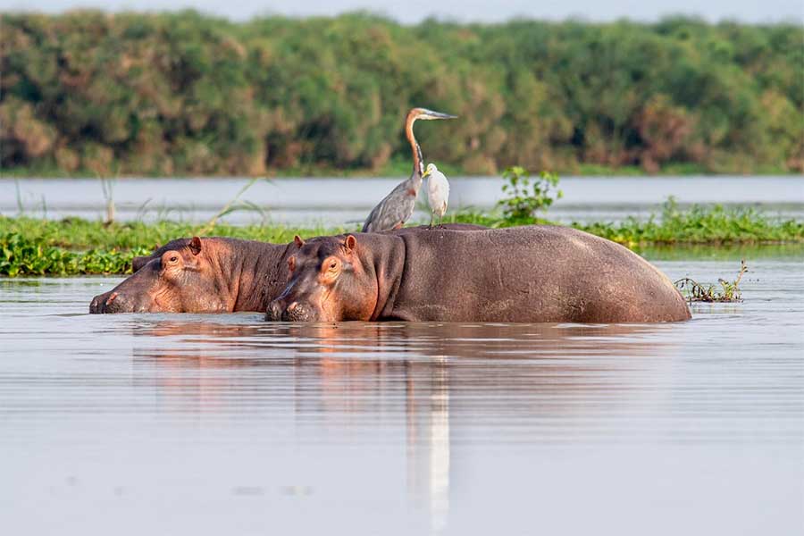 lodge tanzania safari