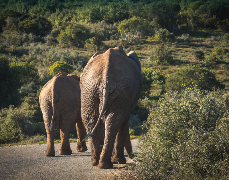luxury serengeti safari