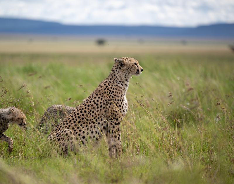 luxury tanzania holidays