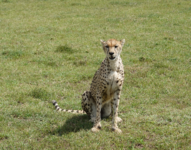 luxury tanzania holidays