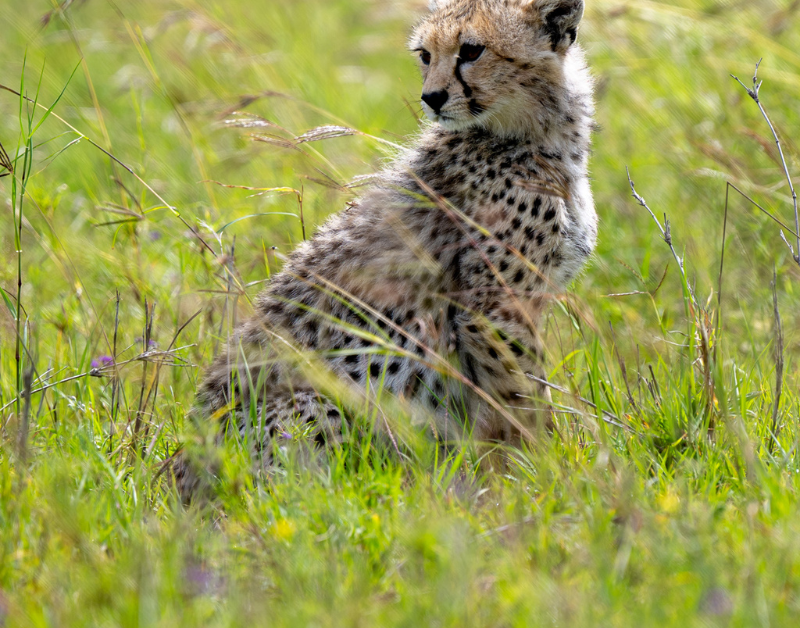 luxury tanzania safaris