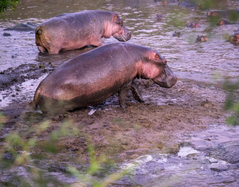 luxury tanzania safaris