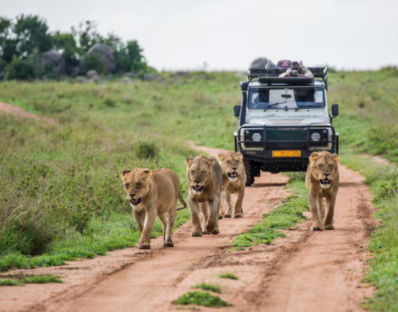 luxury serengeti safari