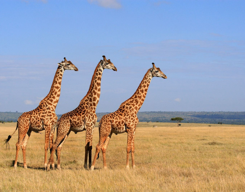 luxury tanzania tours