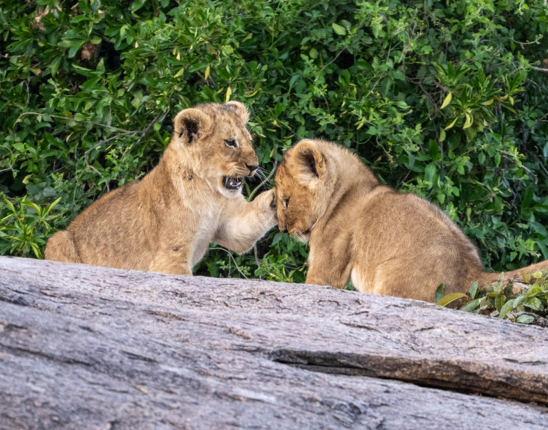 luxury tanzania tours