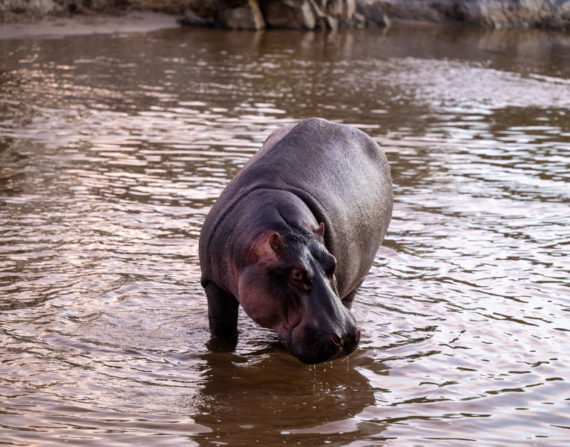 luxury tanzania vacations