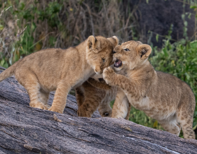 luxury tanzania vacations