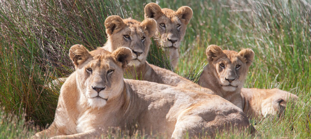 lodge tanzania safari