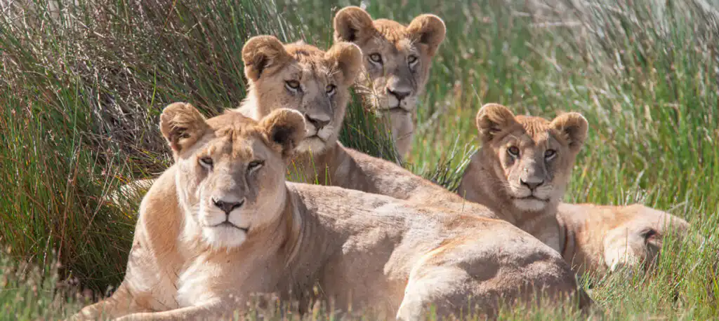 lodge tanzania safari