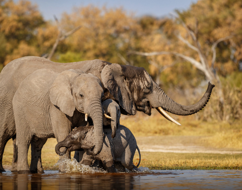 private tanzania safari tours