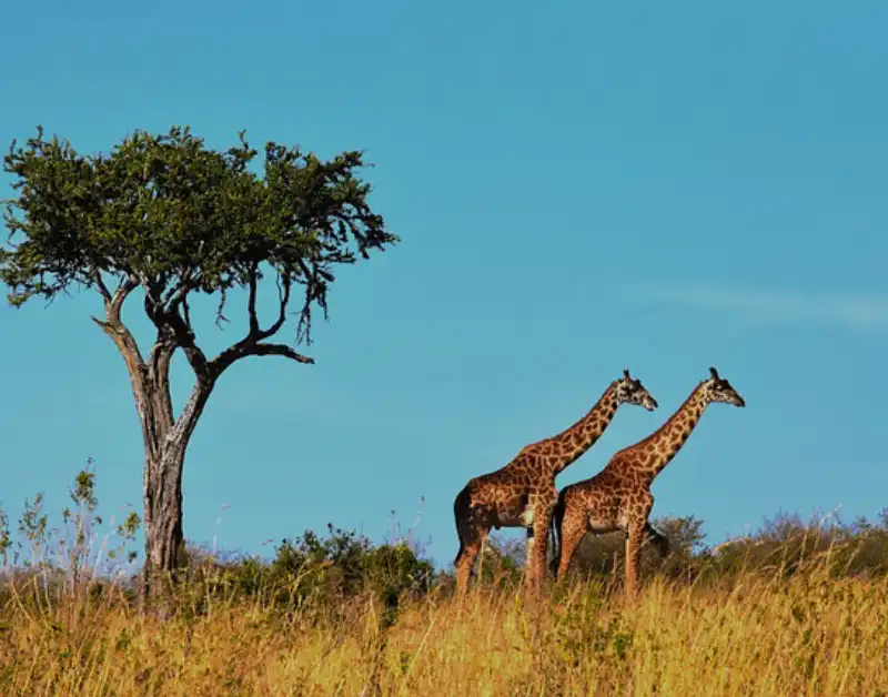 safari in Serengeti National Park