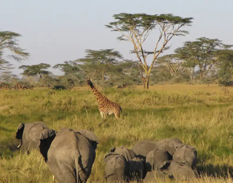 safari in Serengeti National Park