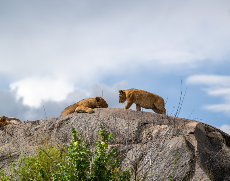 safari tanzania serengeti