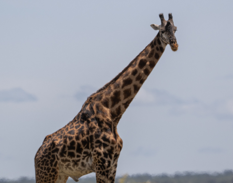 safari tanzania serengeti