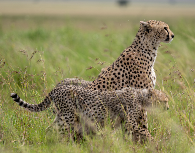 safari tanzania serengeti