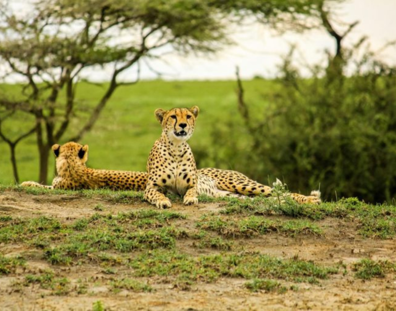 tanzania serengeti tours