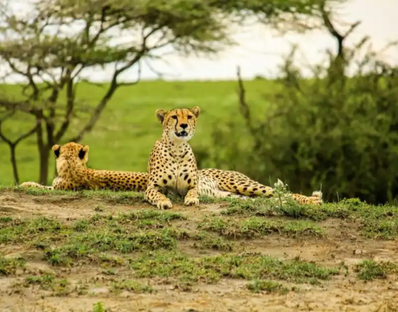 tanzania serengeti tours