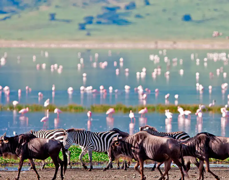 tanzania serengeti tours