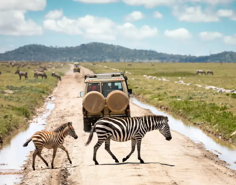 tanzania serengeti tours