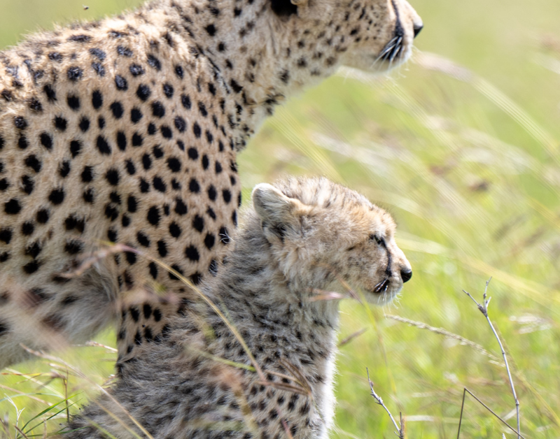 tanzania serengeti tours